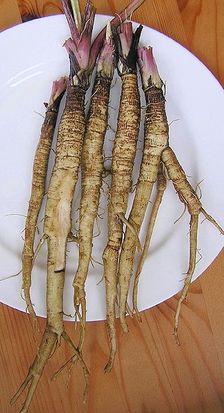 325px-Arctium_lappa_2006.10.14_11.01.25-pa140017