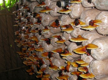 Công ty cổ phần thương mại xuất nhập khẩu Aladin