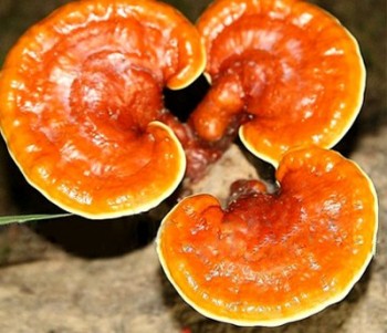 Công ty cổ phần thương mại xuất nhập khẩu Aladin