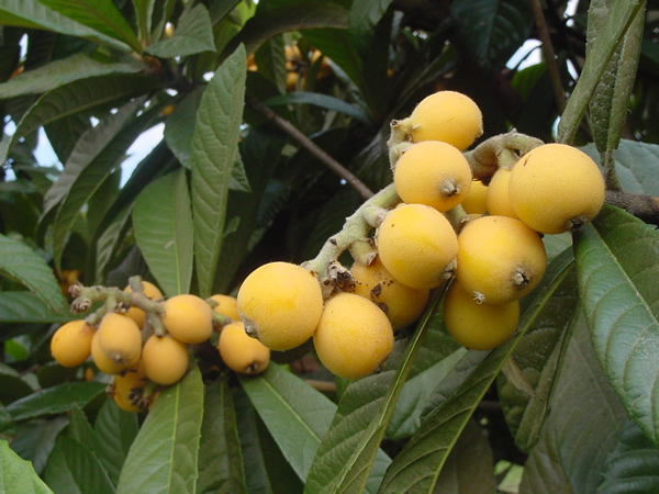 loquat2