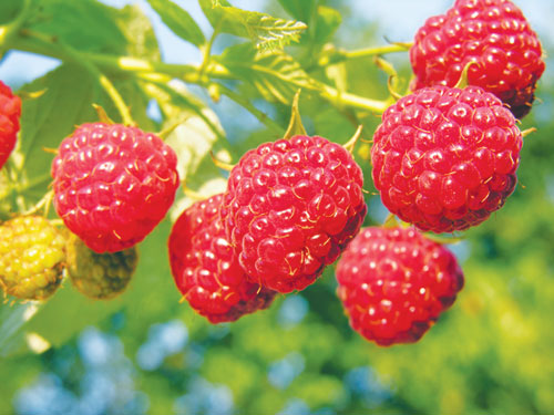 vi-thuoc-tu-trai-mam-xoi