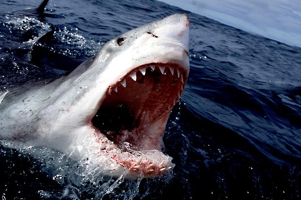 51989793shark224346c-1374048951