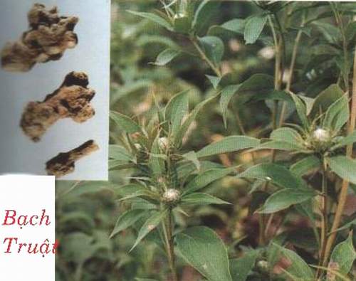 cây bạch truật