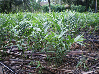 cây gừng