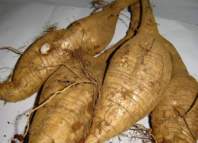 củ sắn dây sống