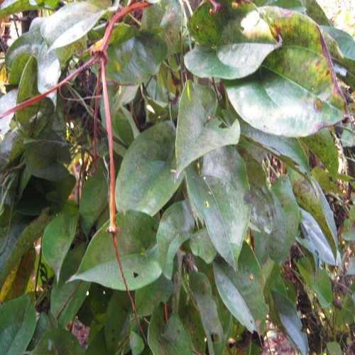 hình dạn cây củ mài