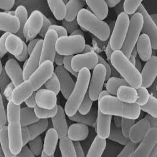 lợi khuẩn pobiotics