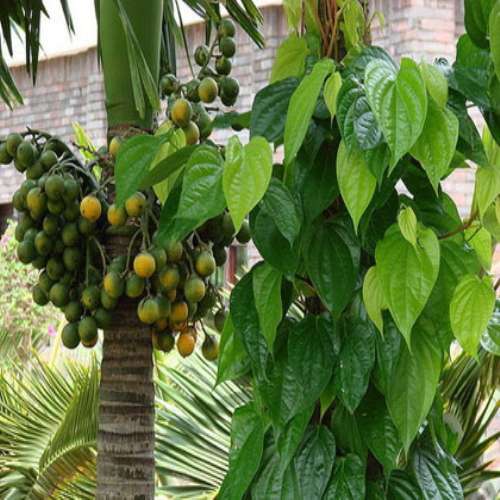 trầu cau