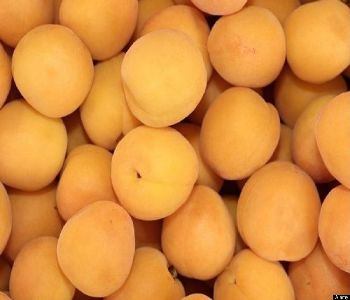 Quả mơ có tác dụng gì với sức khỏe? Quả mơ có tác dụng gì với sức khỏe?