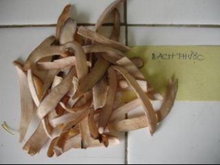 bac thuoc duoc