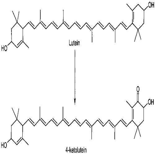 lutein