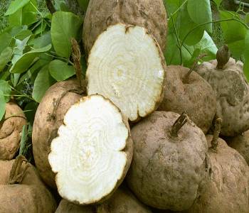 cu Pueraria mirifica