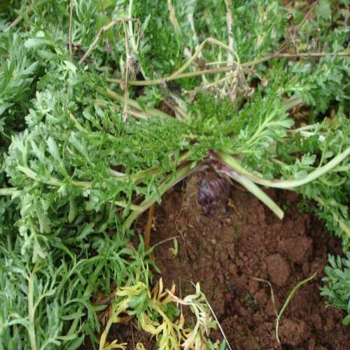 cay Lepidium Meyenii