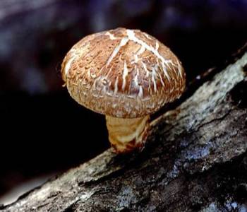 nam huong tuoi