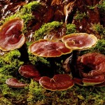 Tại sao phải dùng Xích Linh Chi Mikei Red Reishi Essence