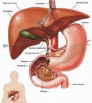 Để tăng cường chức năng gan phải làm thế nào?