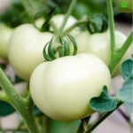 Cà chua trắng - thần dược làm trắng da tự nhiên