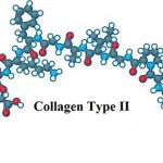 Thực phẩm nào chứa collagen type 2?