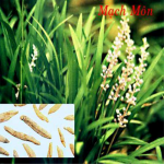 Mạch môn tốt cho sức khỏe