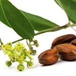 Chăm sóc làn da bằng tinh dầu jojoba