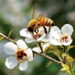 Mật ong Manuka – món quà quý từ thiên nhiên