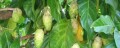 Quả nhàu – thuốc rẻ mà bổ