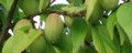 Quả mơ – tác dụng với sức khỏe và sắc đẹp