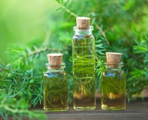 Trị mụn viêm đỏ không nhân bằng dầu cây trà