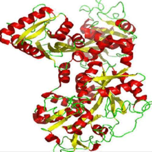 Lactoferrin là một protein thuộc họ các chất dẫn truyền Transferrin