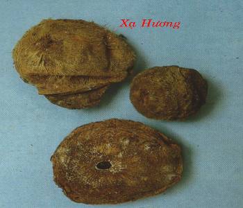 Xạ hương là dược liệu quý trong y học