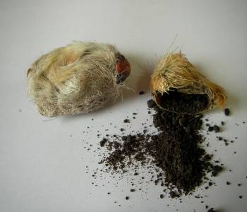 Xạ hương