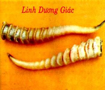 Linh dương giác