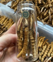 Đông trùng hạ thảo tươi nguyên con Tây Tạng King Size