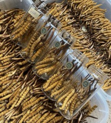 Đông trùng hạ thảo tươi nguyên con Tây Tạng Size 0.8g