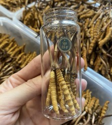 Đông trùng hạ thảo tươi nguyên con Tây Tạng Size 0.6g