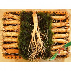 Sâm tươi Hàn Quốc 1kg (14 -18 củ)